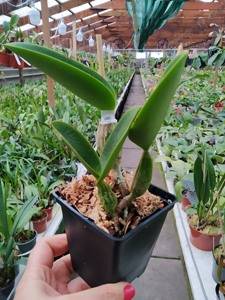 Cattleya walkeriana coerulea A15 Caliman x A15.jpg