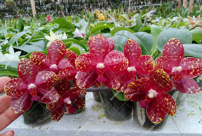 Phalaenopsis YangYang Bumblebee 'Prince'.jpg