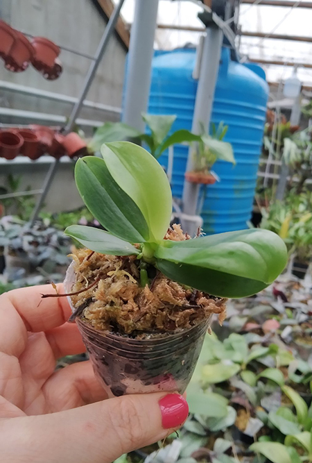 (Phalaenopsis javanica x Ld's Bear Queen) x (( tetraspis x speciosa) x violacea indigo).jpg