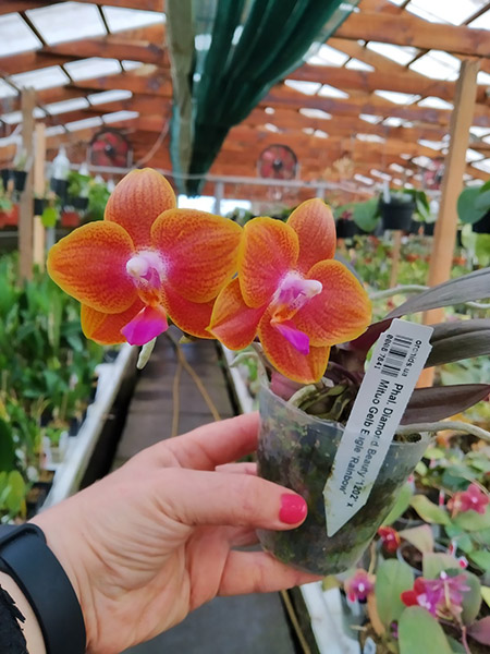 Phalaenopsis Diamond Beauty '1202' x Mituo Gelb Eagle 'Rainbow'.jpg