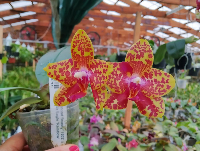 Phalaenopsis Diamond Beauty '1202' x Mituo Gelb Eagle 'Rainbow'.jpg