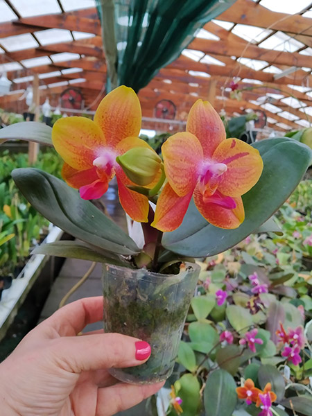 Phalaenopsis Diamond Beauty '1202' x Mituo Gelb Eagle 'Rainbow'.jpg