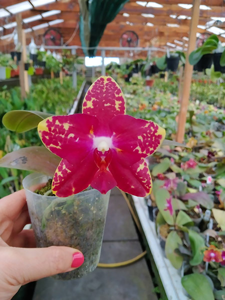 Phalaenopsis Diamond Beauty '1202' x Mituo Gelb Eagle 'Rainbow'.jpg