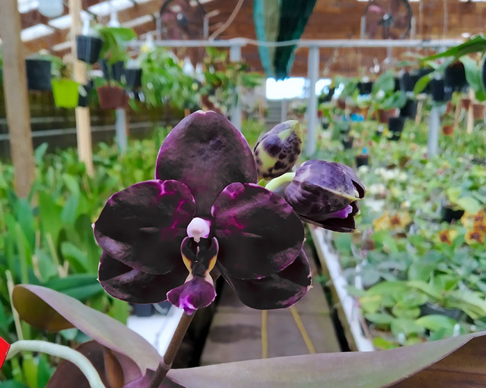 Phalaenopsis Diamond Beauty '1202' x Ld's Bear King 'YK7' (select).jpg