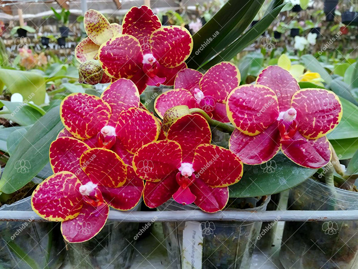 Phalaenopsis Chienlung Golden Diamond.jpg