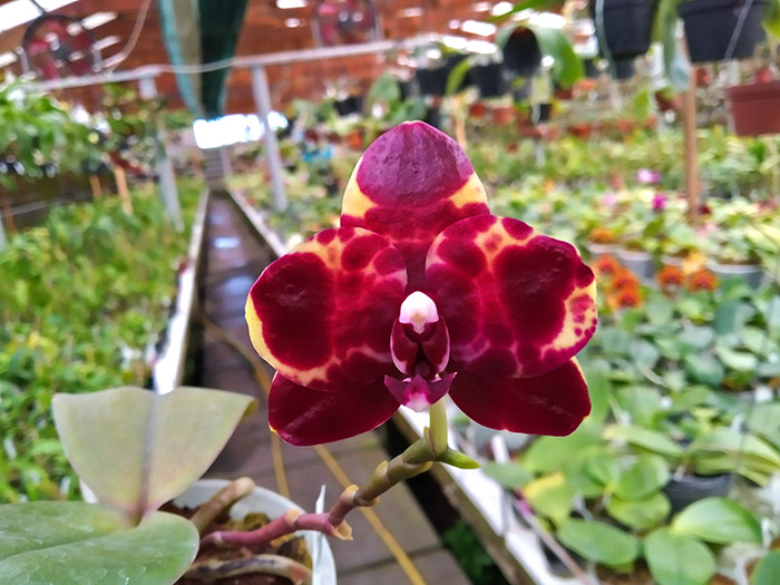 Phalaenopsis Diamond Beauty '1202' x Ld's Bear King 'YK7' (select).jpg