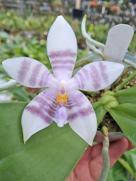 Phalaenopsis Penang Violacea x tetraspis.jpg