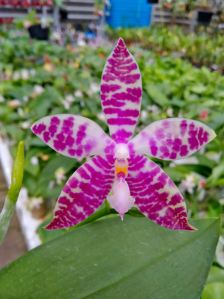 Phalaenopsis Penang Violacea x tetraspis.jpg