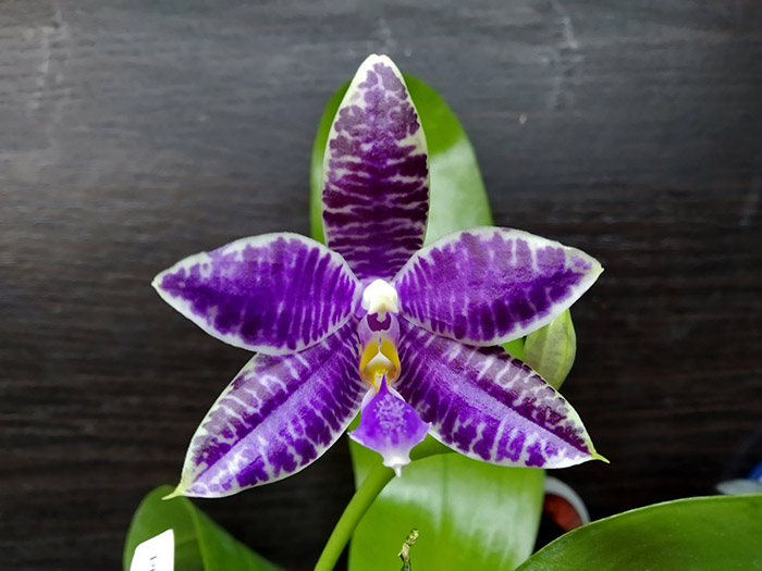 Phalaenopsis SWR GV X lueddemanniana blue.jpg