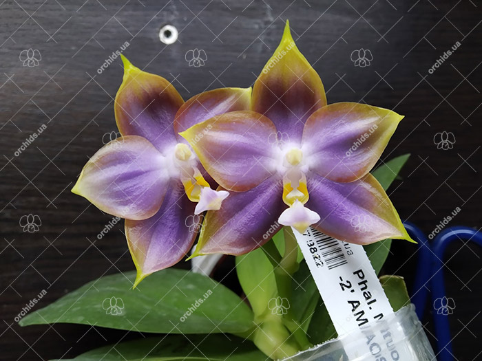 Phalaenopsis Mituo Reflex Dragon 'Blue -2'.jpg