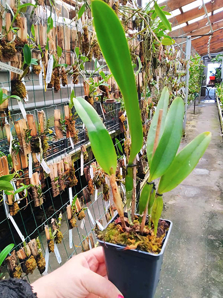 Laelia tenebrosa (albescens x aurea).jpg