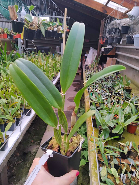 Cattleya jenmanii alba.jpg