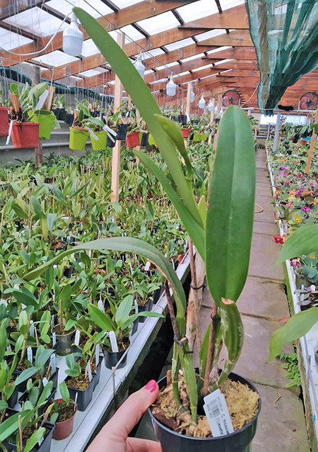 Cattleya mossiae var coerulea x sib ('Liesette' x 'CH#6').jpg