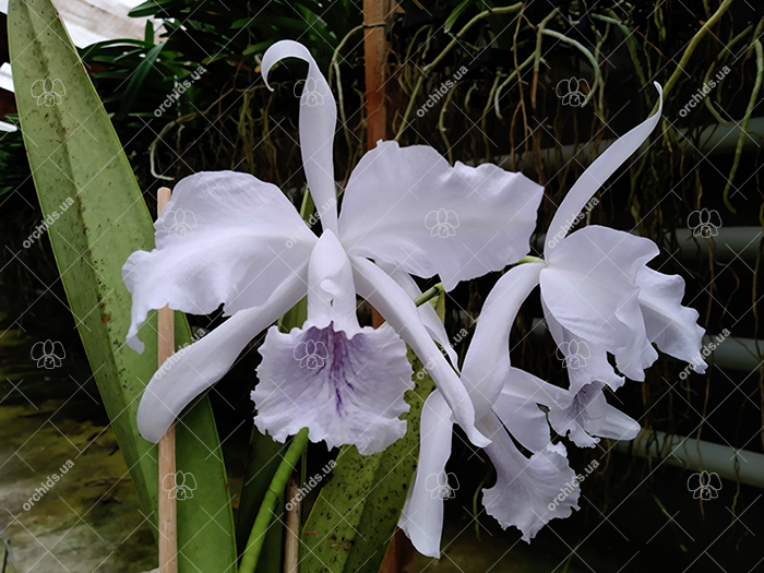 Cattleya Amazone Coerulea.jpg