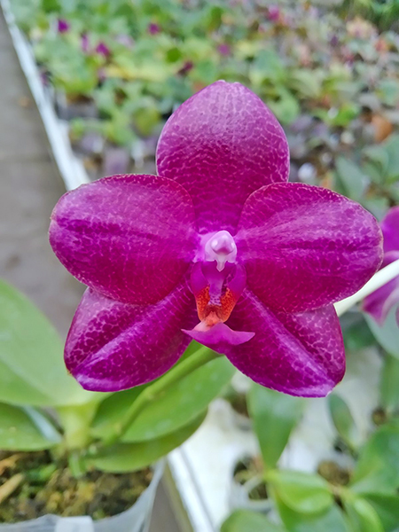 Phalaenopsis Mituo Sun King 'Prince'.jpg