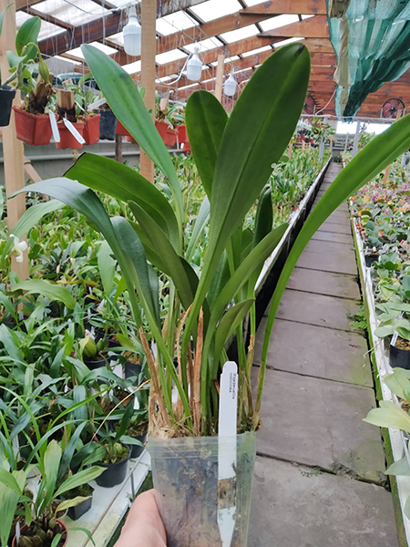 Masdevallia coccinea.jpg