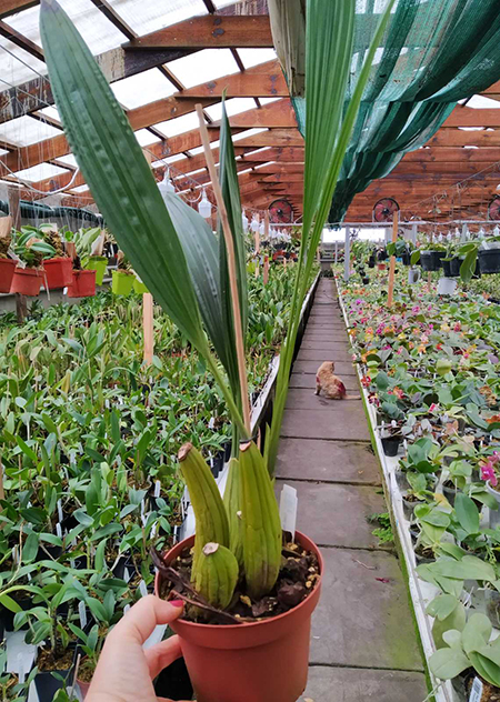 Coelogyne mutiflora.jpg