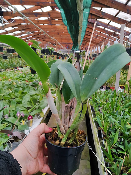 Rhyncholaeliocattleya Siam White 'The Best'.jpg