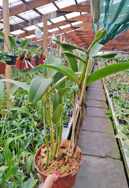 Cattleya Green Emerald 'Orchid Queen'.jpg