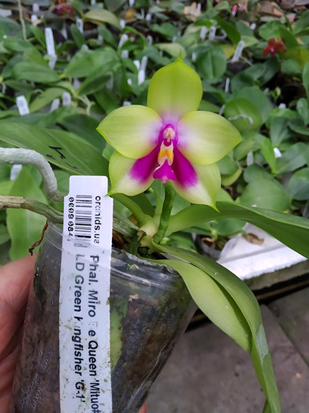 Phalaenopsis Miro Be Queen 'Mituo#1' x LD Green Kingfisher 'G-1'.jpg