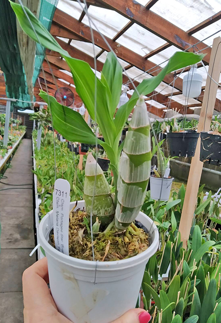 Catasetum Portagee Star 'Brian Lawson's Sunrise' x Catasetum Melana Davison 'Fox Tail'.jpg