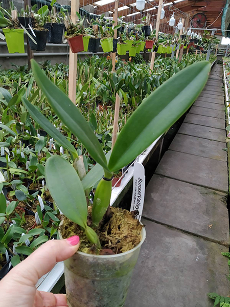 Laeliocattleya Cornelia 'Floralia' x Laeliocattleya Moonlight Dream 'SVO Moonlight Kiss'.jpg