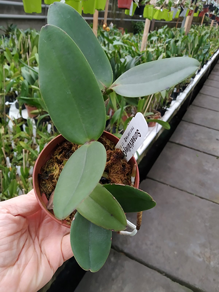 Cattleya Mareeba Tiger.jpg