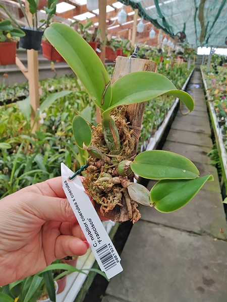 Cattleya nobilior coerulea x coerulea 'Francisco'.jpg