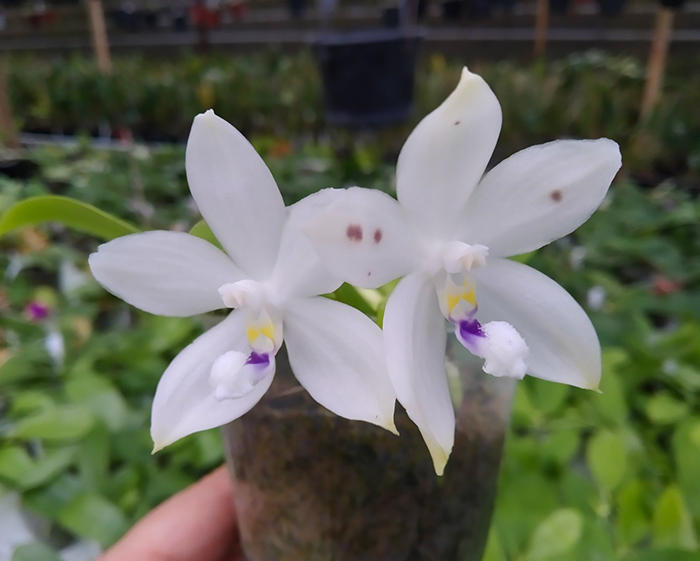 Phalaenopsis speciosa 'Blue' x speciosa' Blue Spot'.jpg