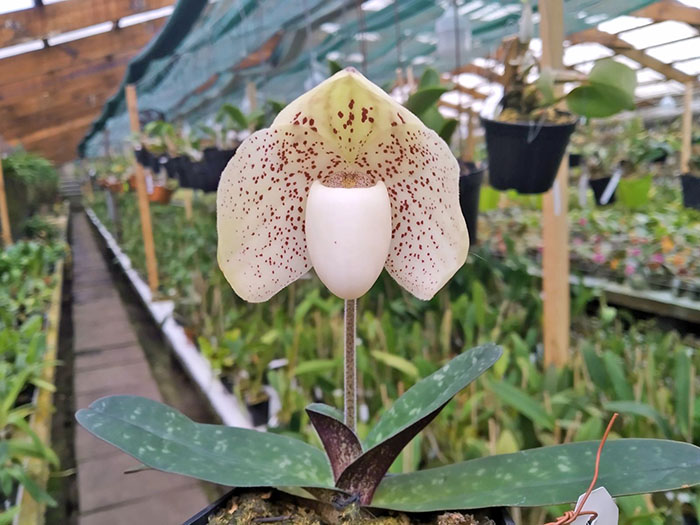 Paphiopedilum godefroyae.jpg