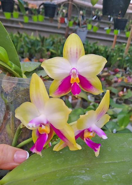 Phalaenopsis (Yaphon Evergreen x Zheng Min Muscadine ) 'Red Ribbon'.jpg