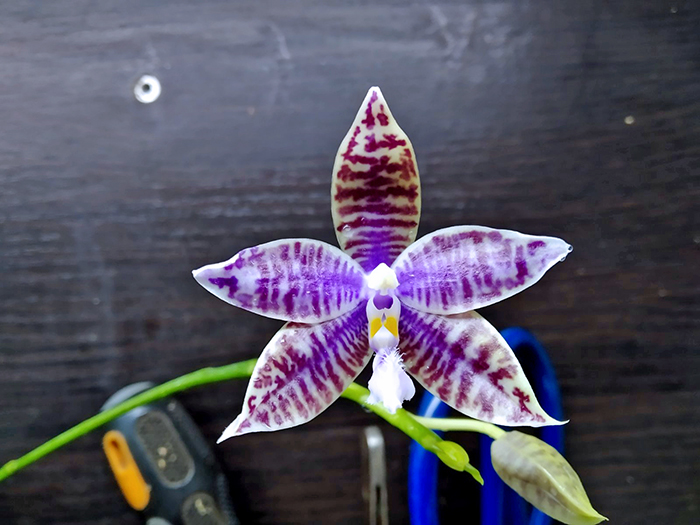 Phalaenopsis (YangYang Blueberry x lueddemannian fma coerulea).jpg