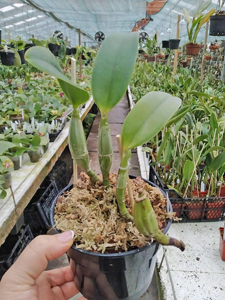 Cattleya nobilior coerulea 'Pledge' x 'Buna Blue'.jpg