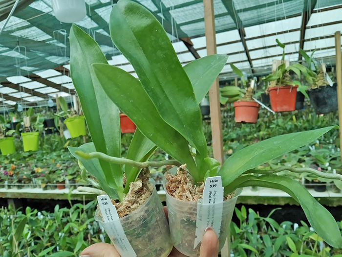 Phalaenopsis hieroglyphica 'Hsia 2205 x 2206'.jpg