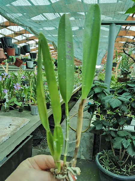 Laelia purpurata semi-alba '341 Gomes' x tipo claro 'Campea Floripa 2011'.jpg