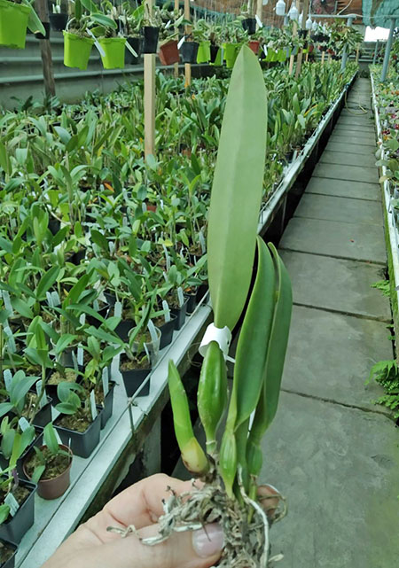 Cattleya percivaliana alba x self.jpg