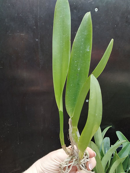 Laelia purpurata tipo claro 'Vera Cruz' x tipo 'Obra-prima'.jpg