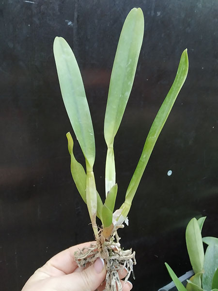 Laelia purpurata 'Red Monday Otto' x sanguinea 'Priscila'.jpg