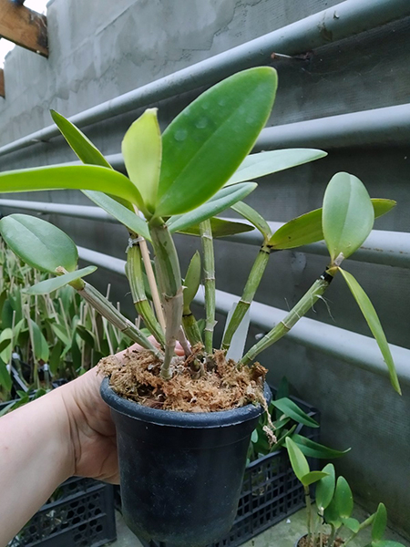 Cattleya intermedia tipo 'Estrela' x tipo 'Esfera'.jpg