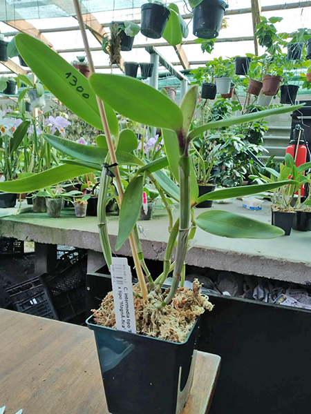 Cattleya intermedia tipo 'Figueirinha II' x tipo 'Magnifica'.jpg