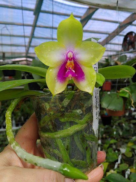 Phalaenopsis Miro Be Queen 'Mituo#1' x LD Green Kingfisher 'G-1'.jpg