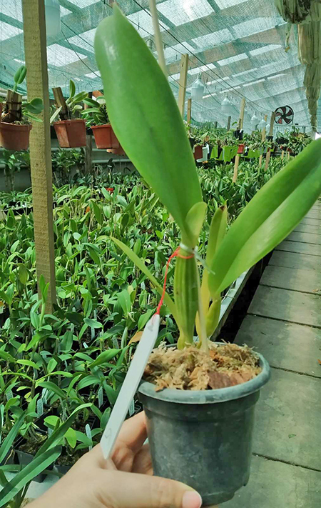 Cattleya triana coerulea pincelada x sib pincelada.jpg