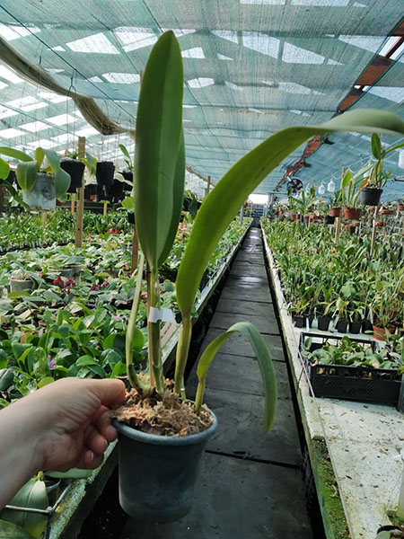 Cattleya gaskelliana (suave x semi-alba).jpg