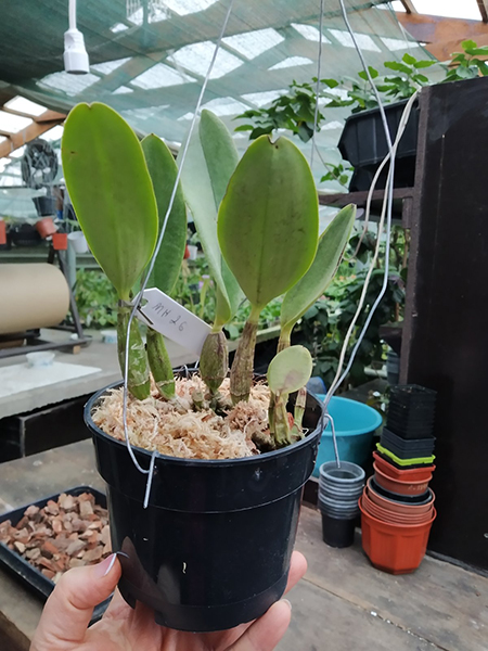 Cattleya walkeriana 'Carola' x sib.jpg