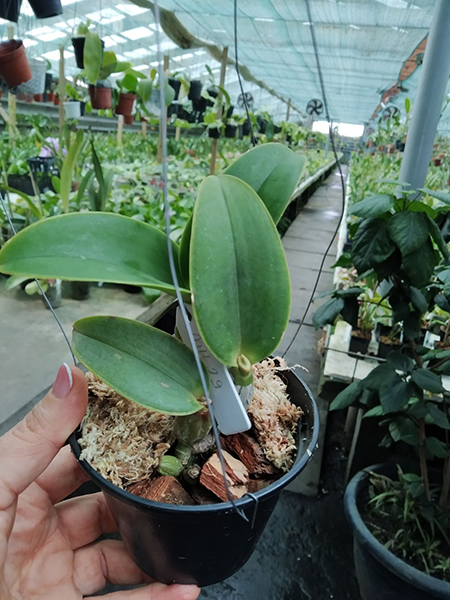 Cattleya nobilior 'Beira Rio' x self.jpg