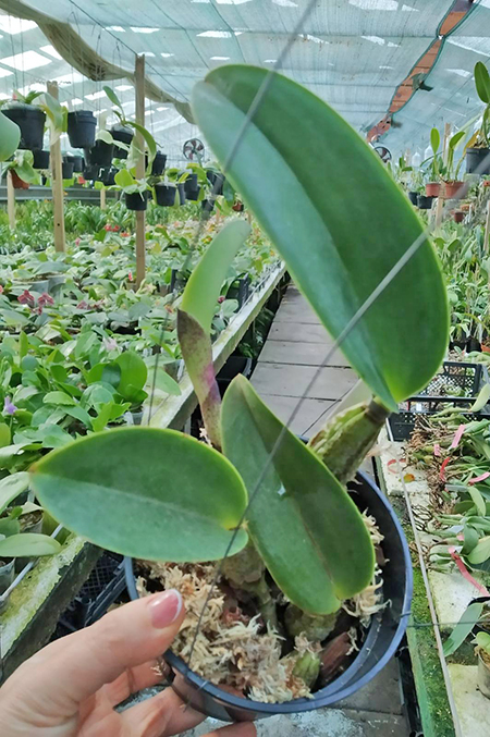 Cattleya walkeriana 'Snow White' x semi-alba ('Puanani' x 'Tokio').jpg