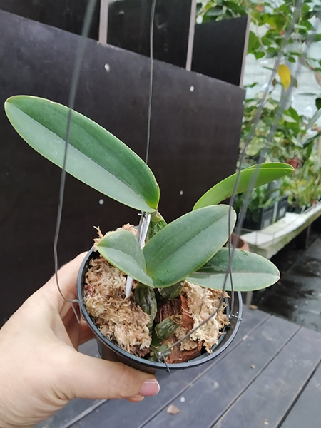 Cattleya walkeriana coerulea 'Caliman' x 'Celebridade'.jpg