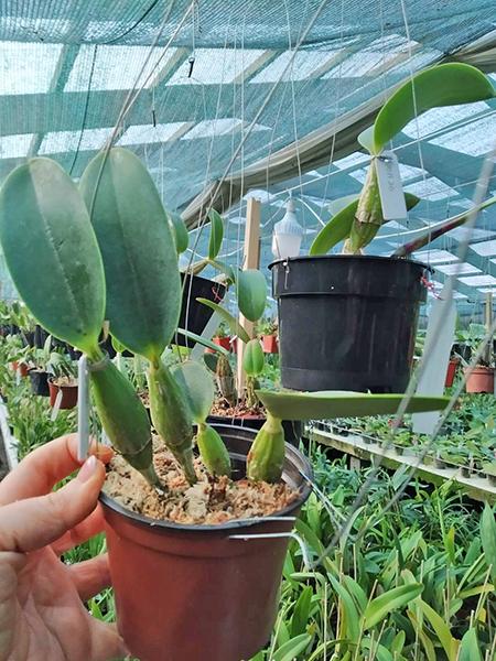 Cattleya walkeriana flamea 'Terra da Gloria' x 'Puanani' 4n.jpg