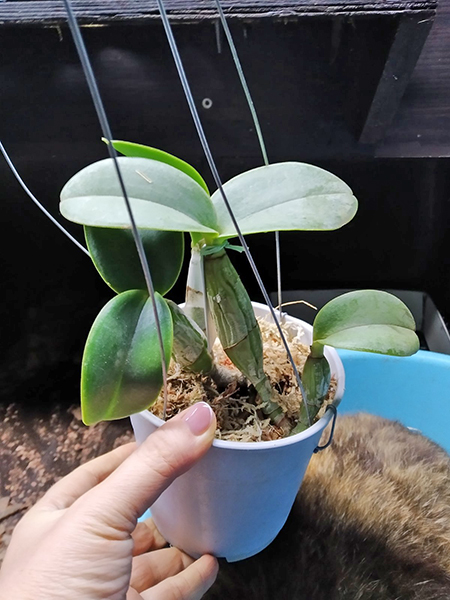 Cattleya nobilior 'DRW' x 'Catanduva'.jpg