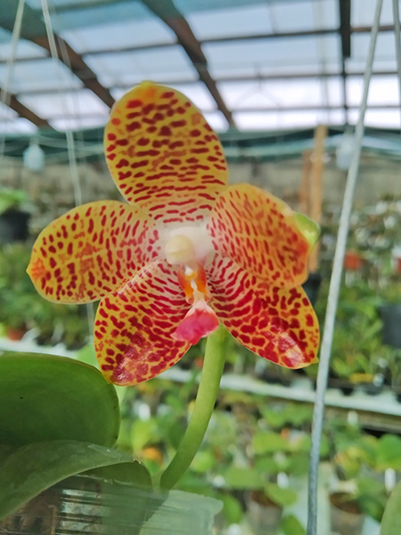 Phalaenopsis gigantea 'MS' x (Ld's Bear King x javanica) Red.jpg